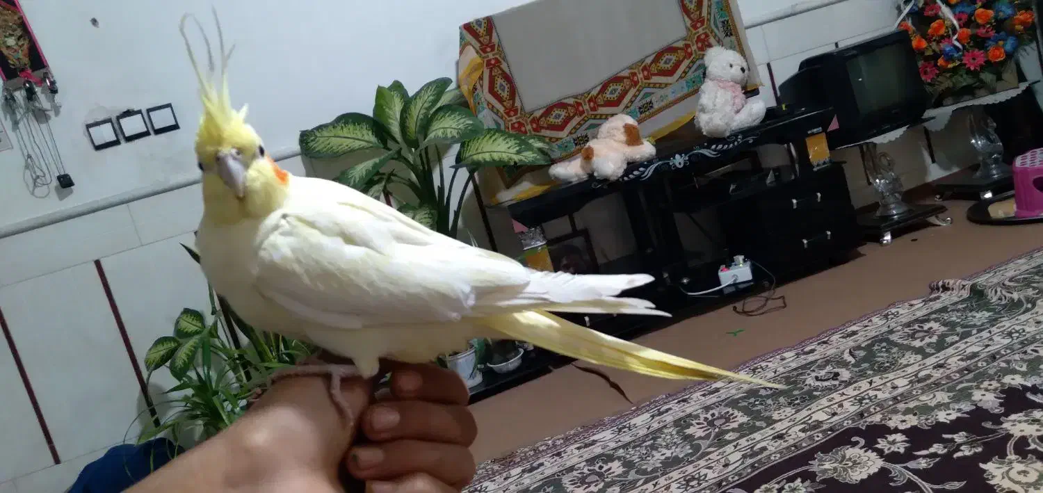 طوطی عروس هلندی|پرنده|نیشابور, شهرک رضوی|دیوار