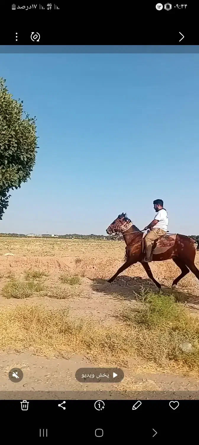 سوار کاری بااسب|اسب و تجهیزات اسبسواری|نیشابور, عطار|دیوار