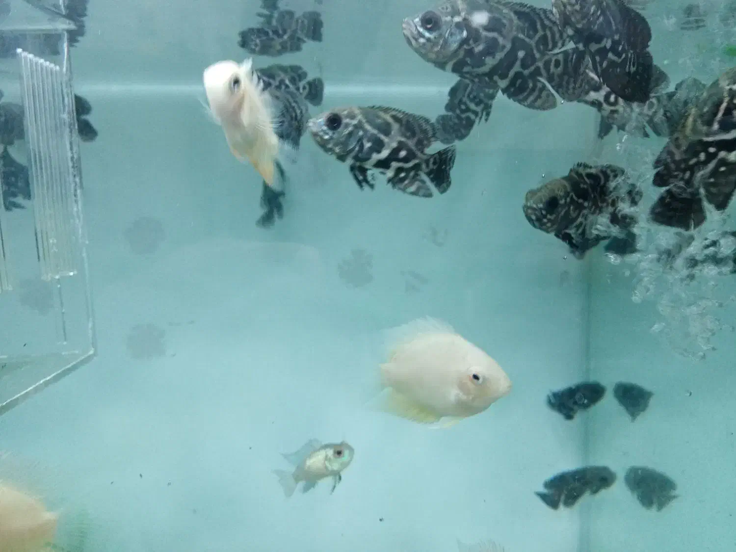 ماهی گوپی انجل اسکار|ماهی|تویسرکان, |دیوار