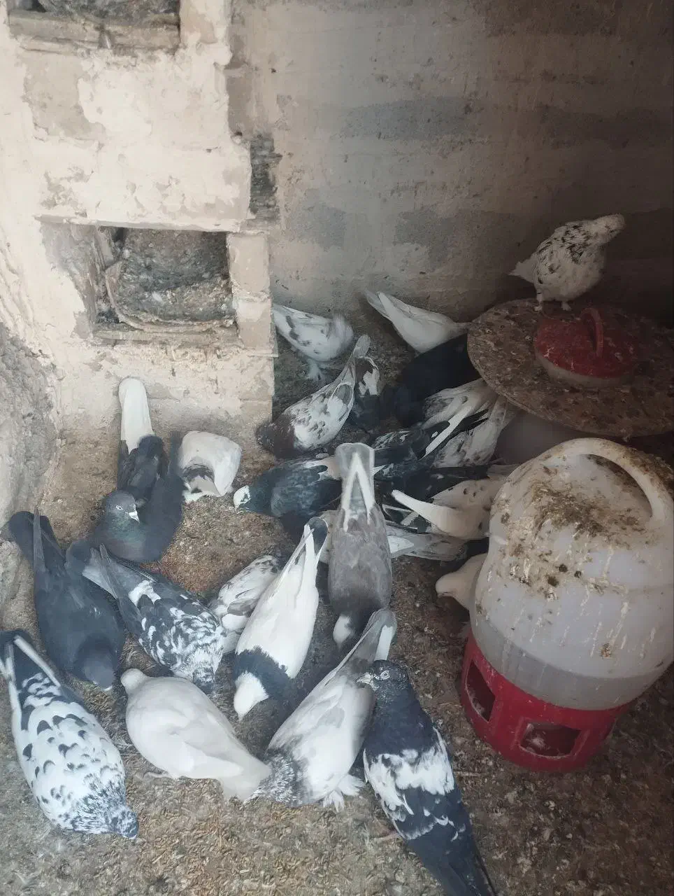 کبوتر خوب پرواز|پرنده|سیه رود, |دیوار