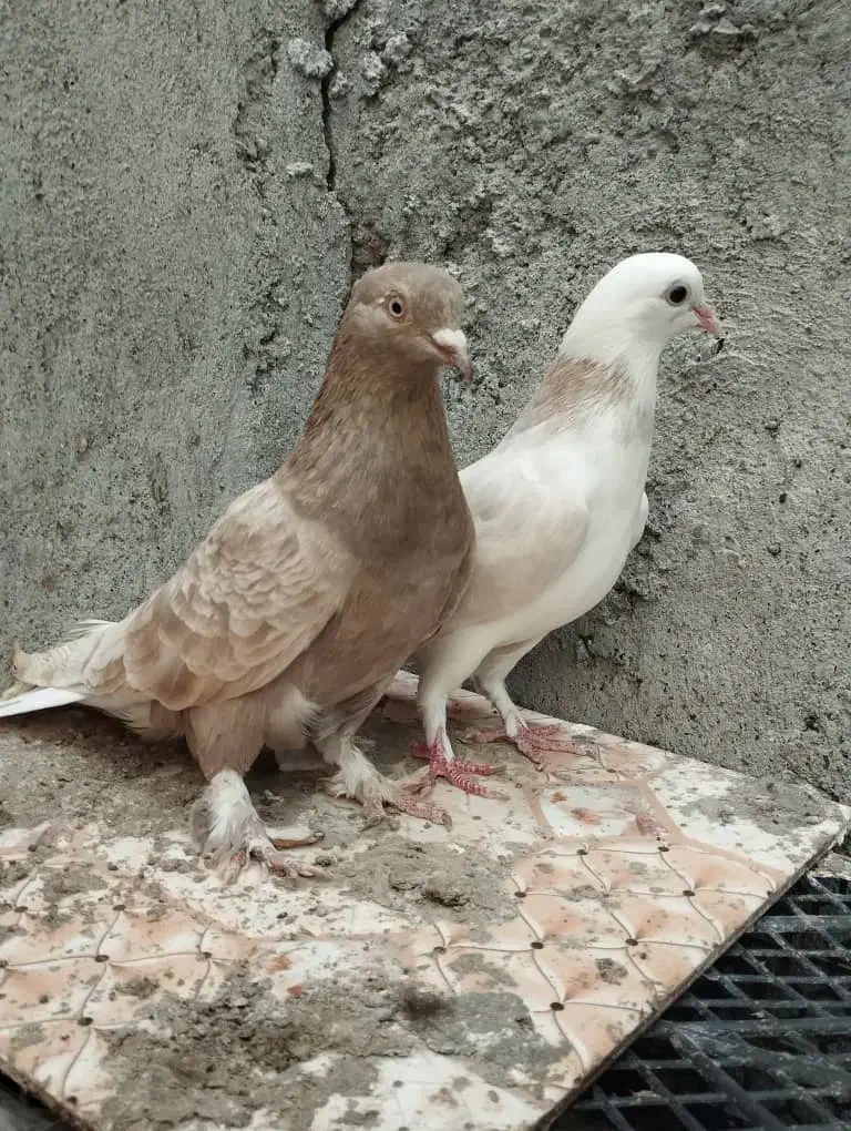 کبوتر گره و نقش|پرنده|میناب, |دیوار