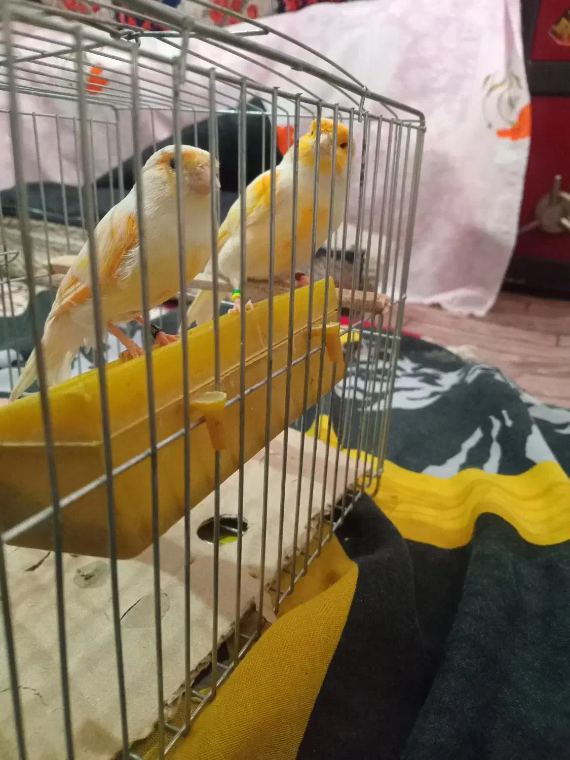 قناری|پرنده|نقده, |دیوار