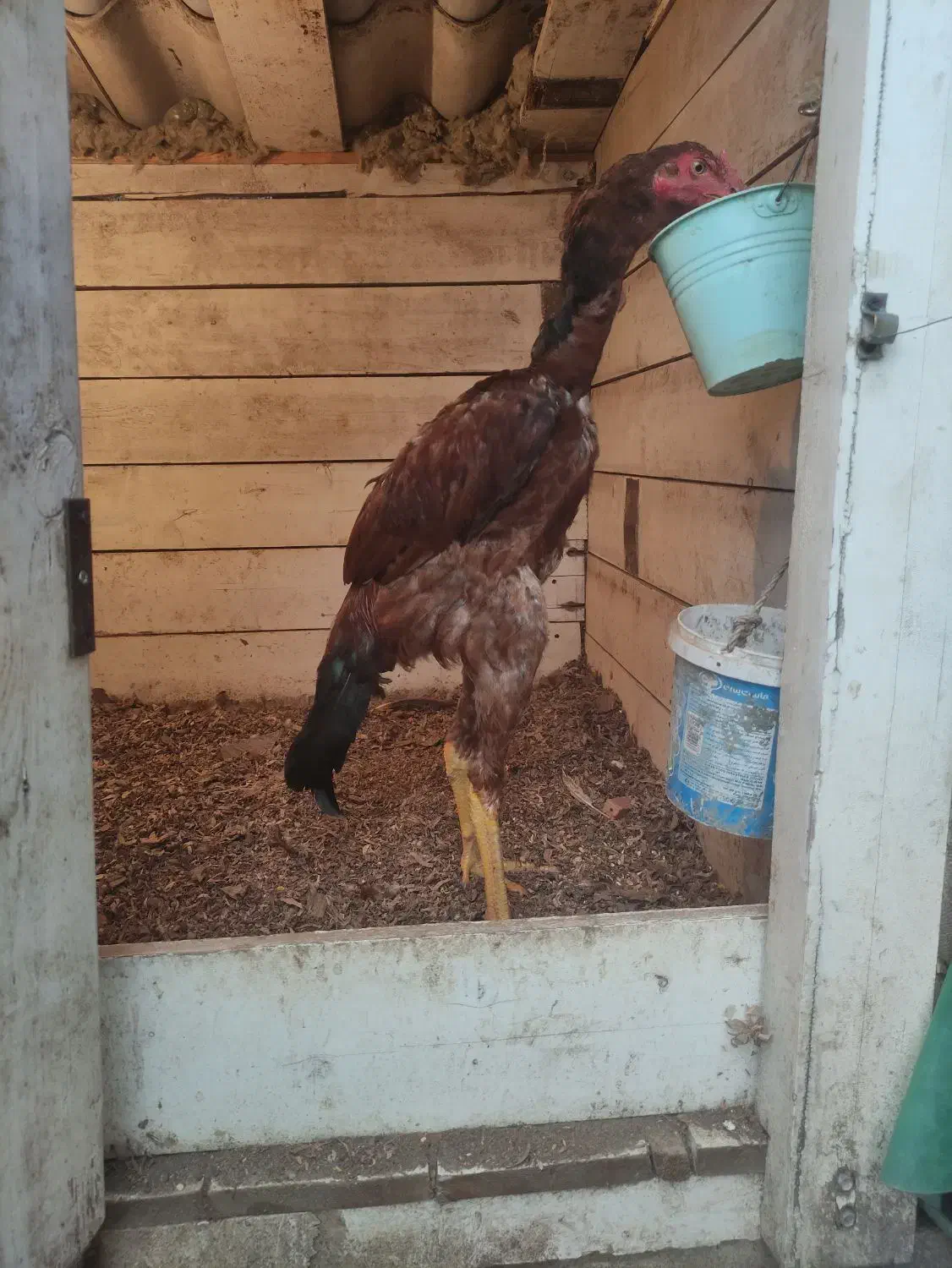 2عدد خروس لاری دوسر افغان|حیوانات مزرعه|املش, |دیوار