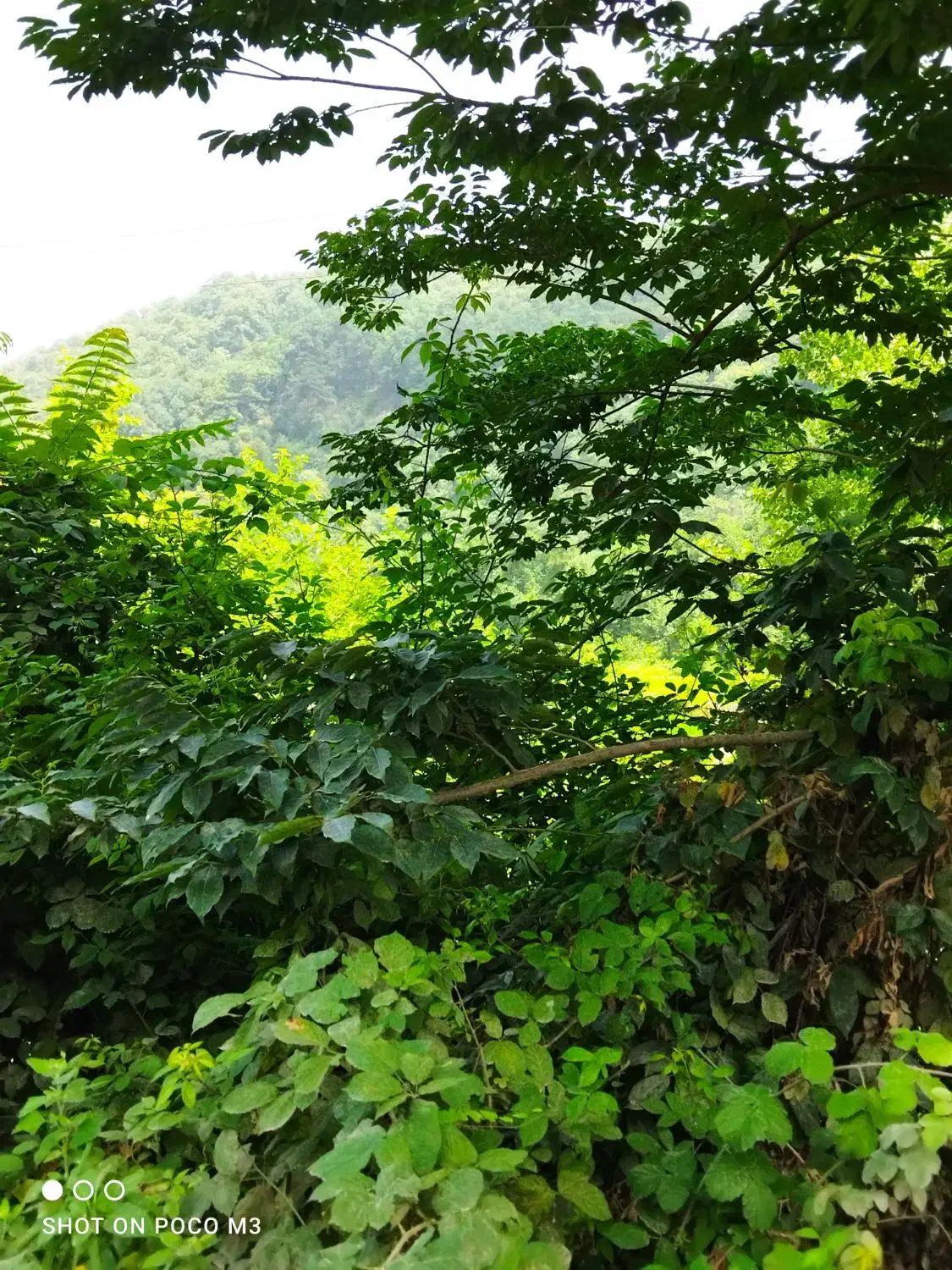 فروشنده|استخدام بازاریابی و فروش|دامغان, |دیوار