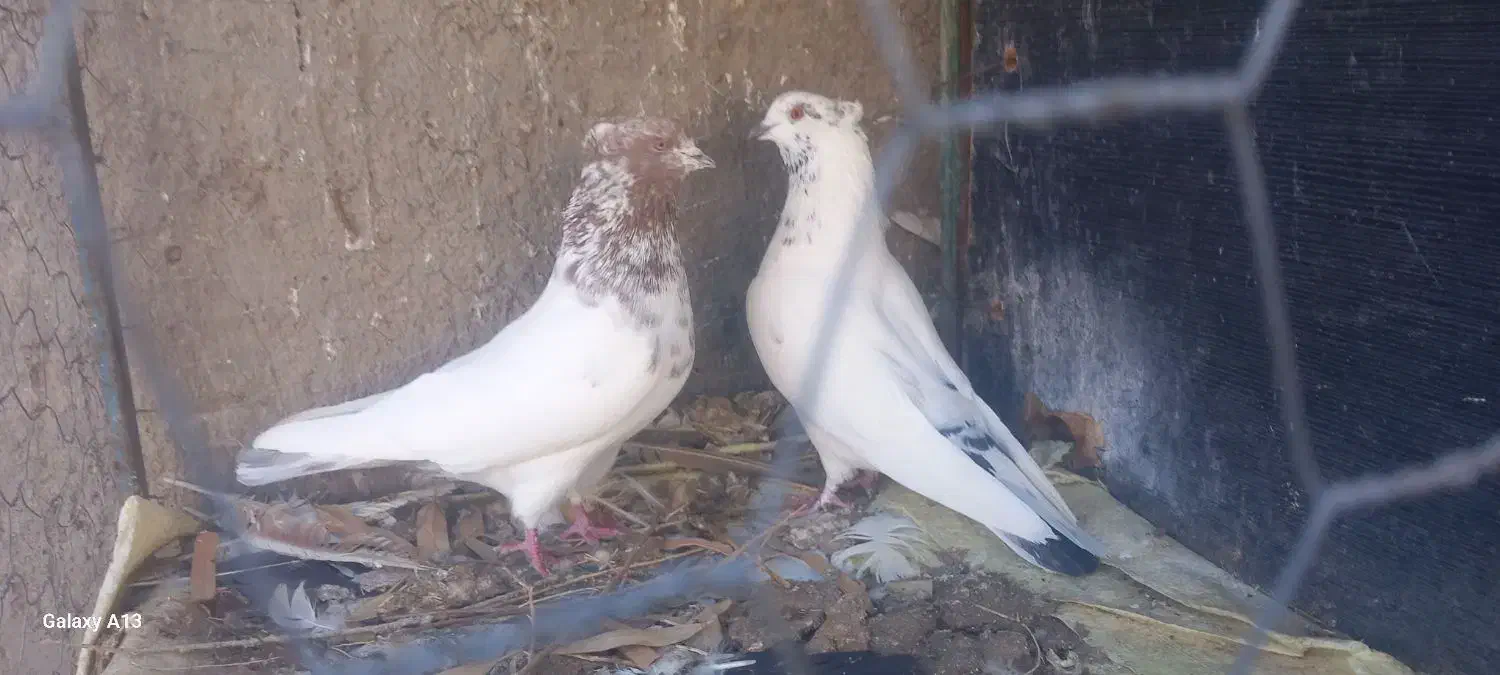 فروش حیون|پرنده|سیرجان, |دیوار