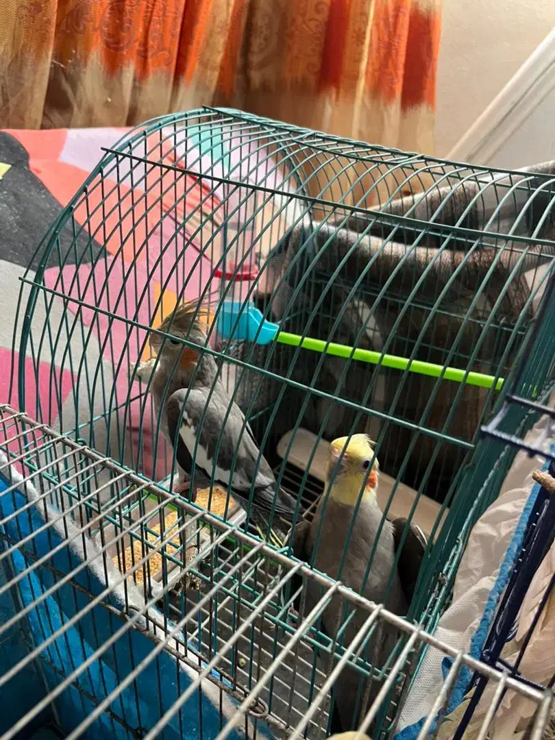 عروس هلندی|پرنده|رشت, لاکان شهر|دیوار