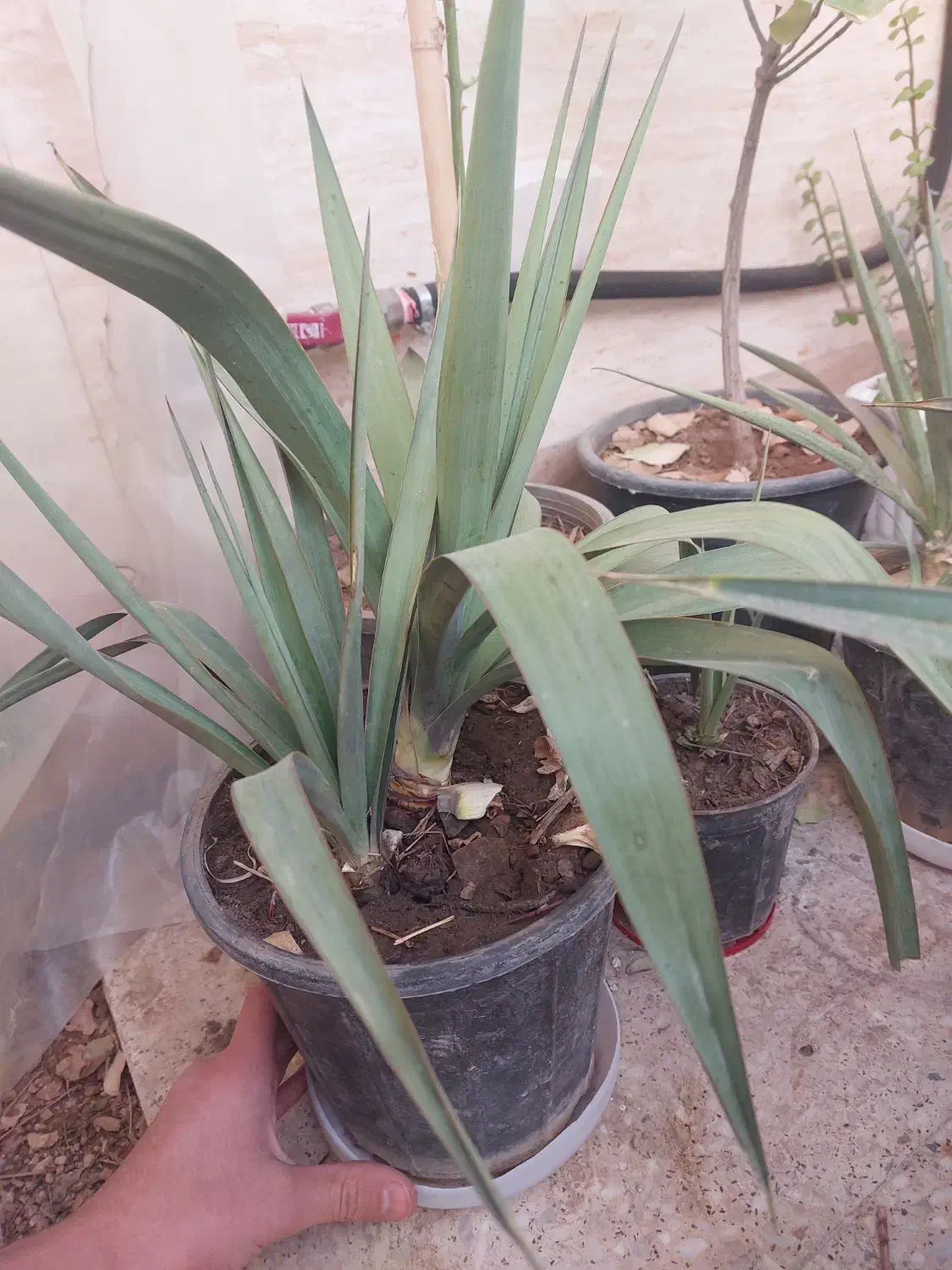 گل و گیاه|گل و گیاه طبیعی|قم, شهرک امام حسن|دیوار