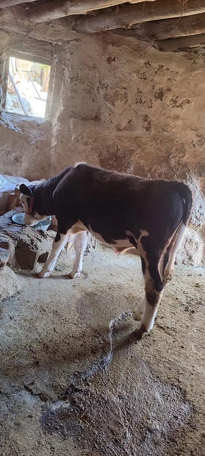 گوساله نر سیمینتال|حیوانات مزرعه|پاپی, |دیوار