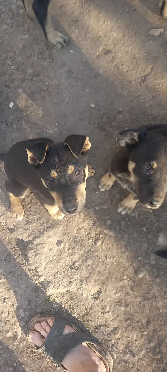 ژرمن شپرد ورک لاین|سگ|تالش, هشتپر|دیوار