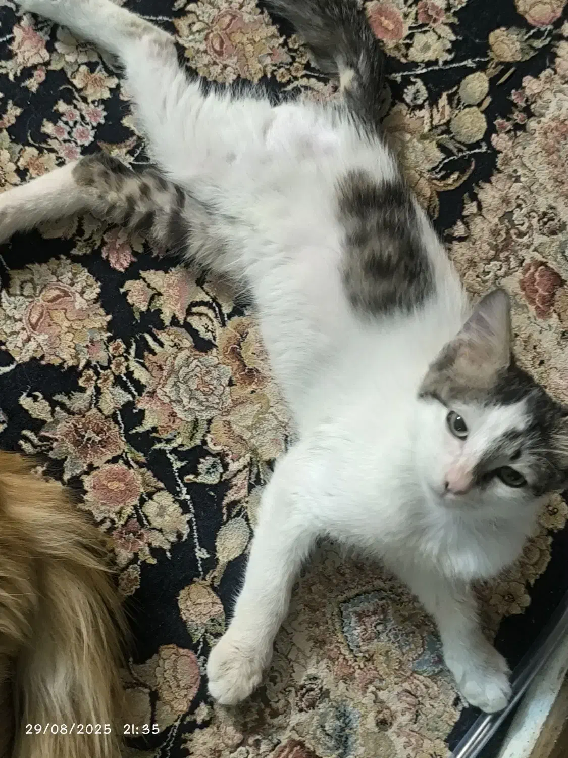 یک  بچه گربه رایگان واگذار میشه|گربه|کرمان, |دیوار