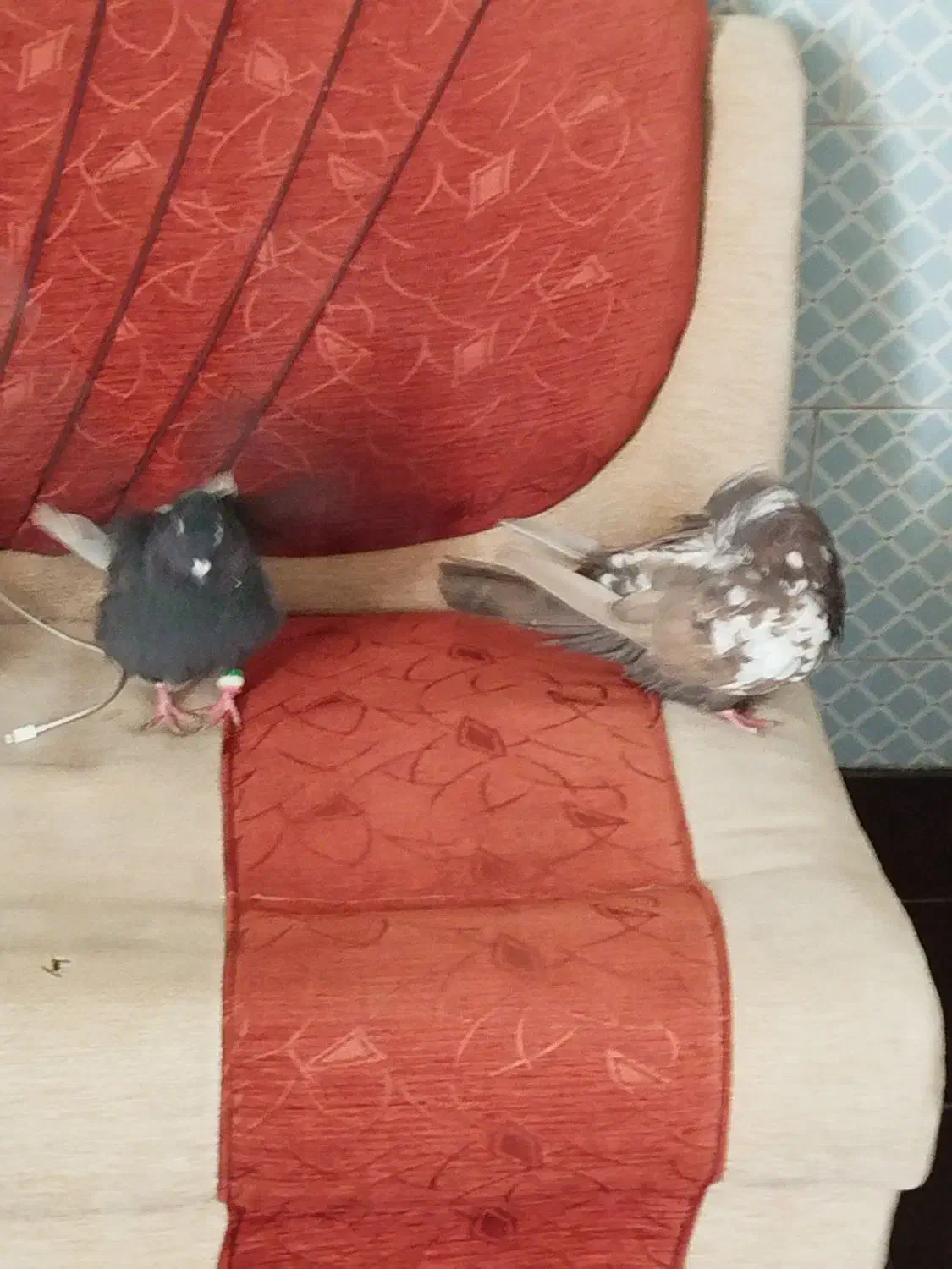 چهار عدد کفتر|پرنده|فیروزآباد (فارس), |دیوار