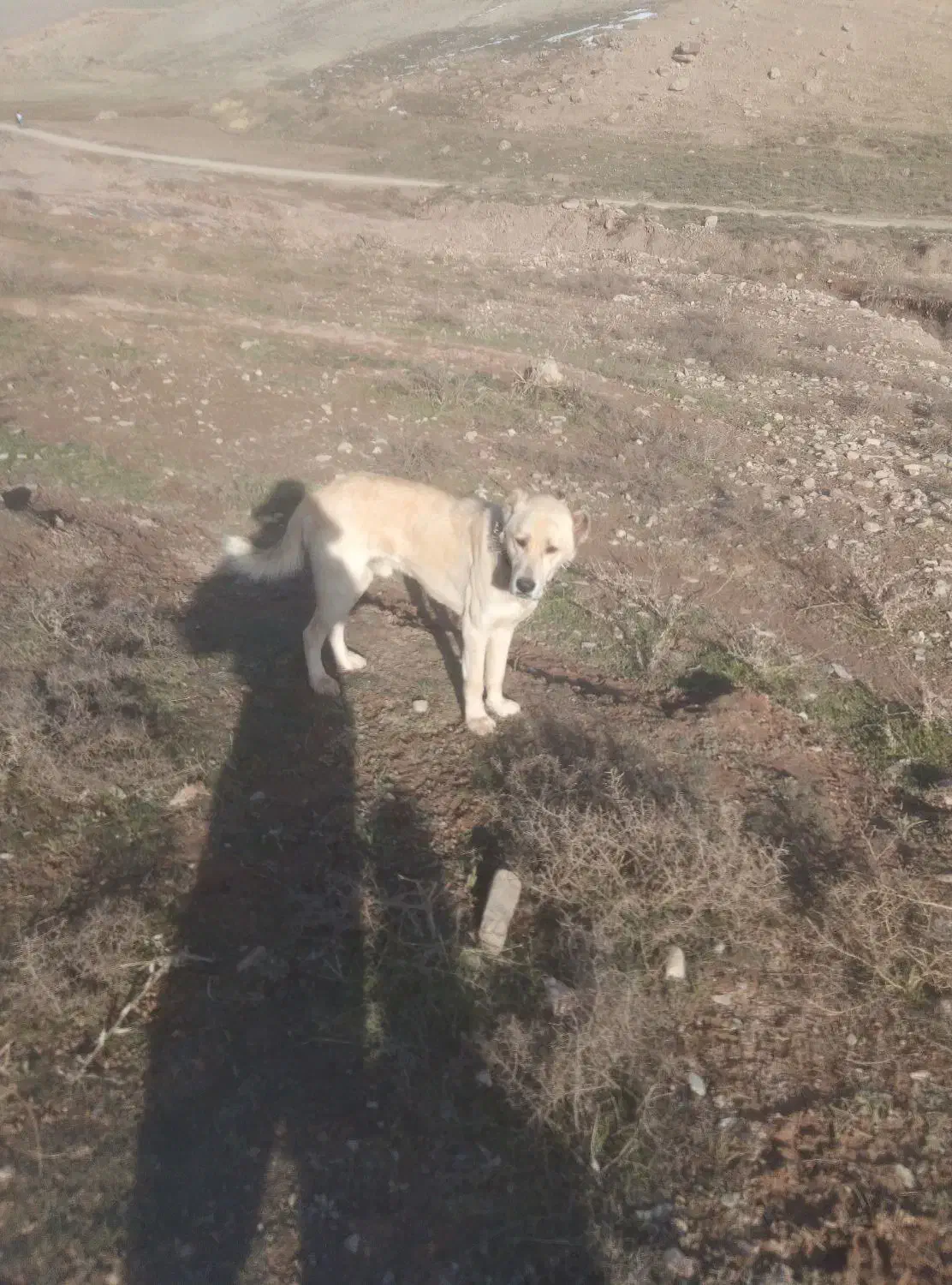 سگ گله گرد|سگ|شاندیز, |دیوار