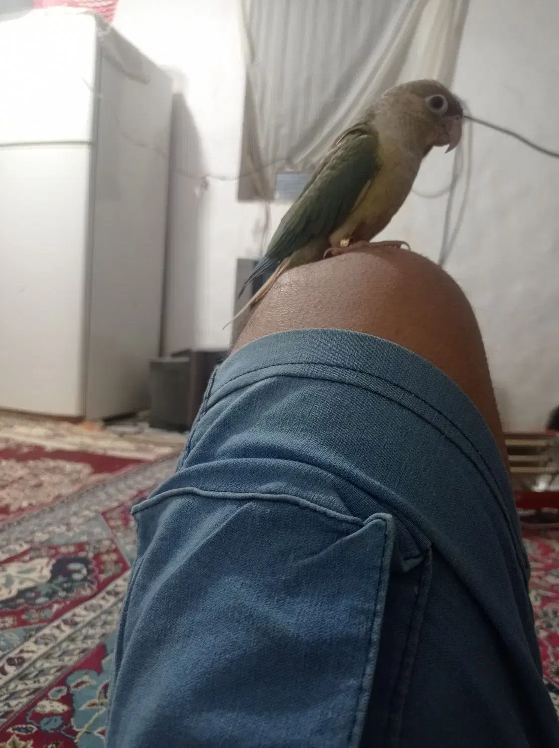 طوطی گرنچیک|پرنده|کهنوج, |دیوار