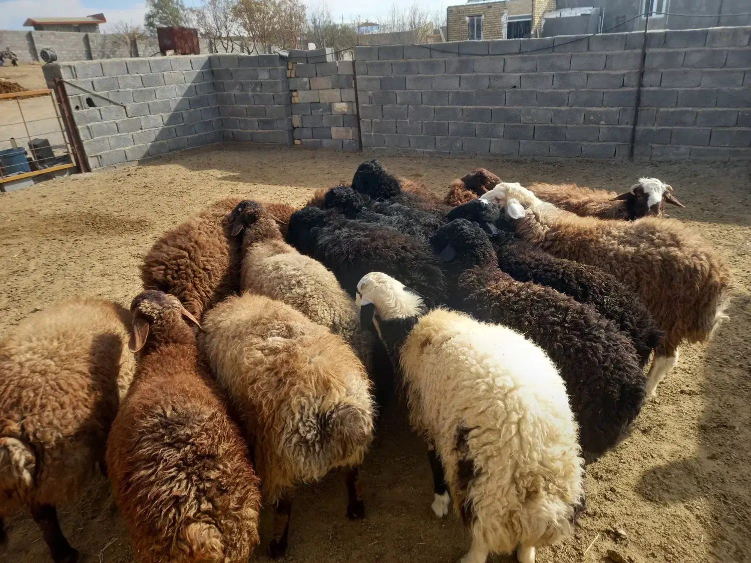 ۱۲ عدد بره نر بفرش میرسد|حیوانات مزرعه|کمیجان, |دیوار