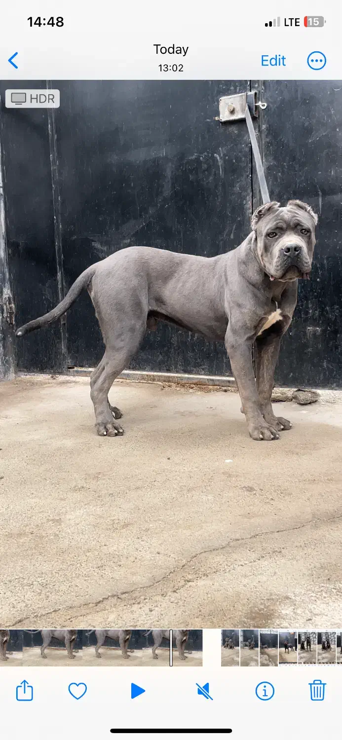 یک جفت توله کن کورسو کلکسیونی|سگ|تهران, قیطریه|دیوار