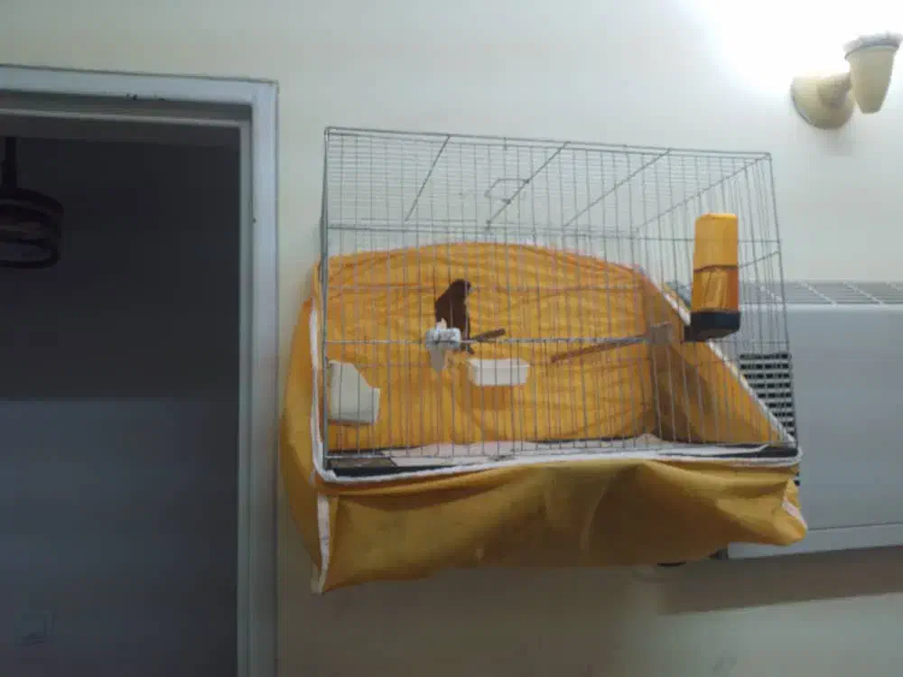 فروش قناری ابلغ|پرنده|رشت, صفاری|دیوار