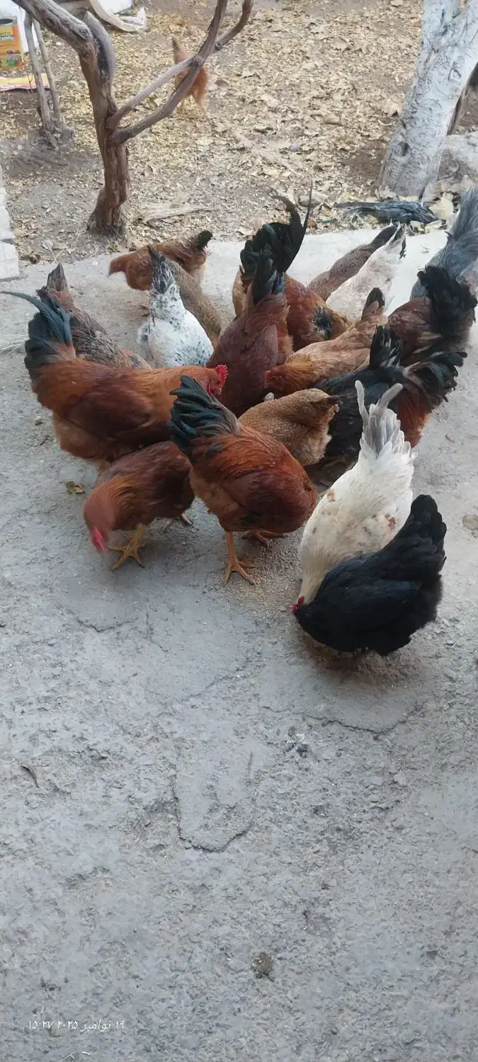تعدادی مرغ و خروس بومی 8ماهه خریدم تخم گذار هستن|حیوانات مزرعه|نجف‌آباد, یزدانشهر|دیوار