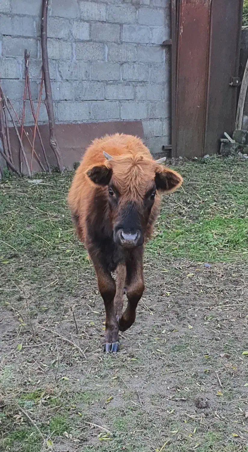 گاو|حیوانات مزرعه|بندر انزلی, بشمن|دیوار