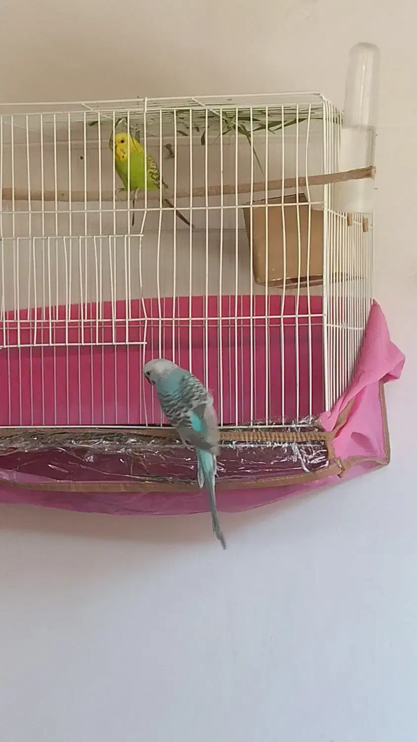 یک جفت مرغ عشق|پرنده|بجنورد, |دیوار