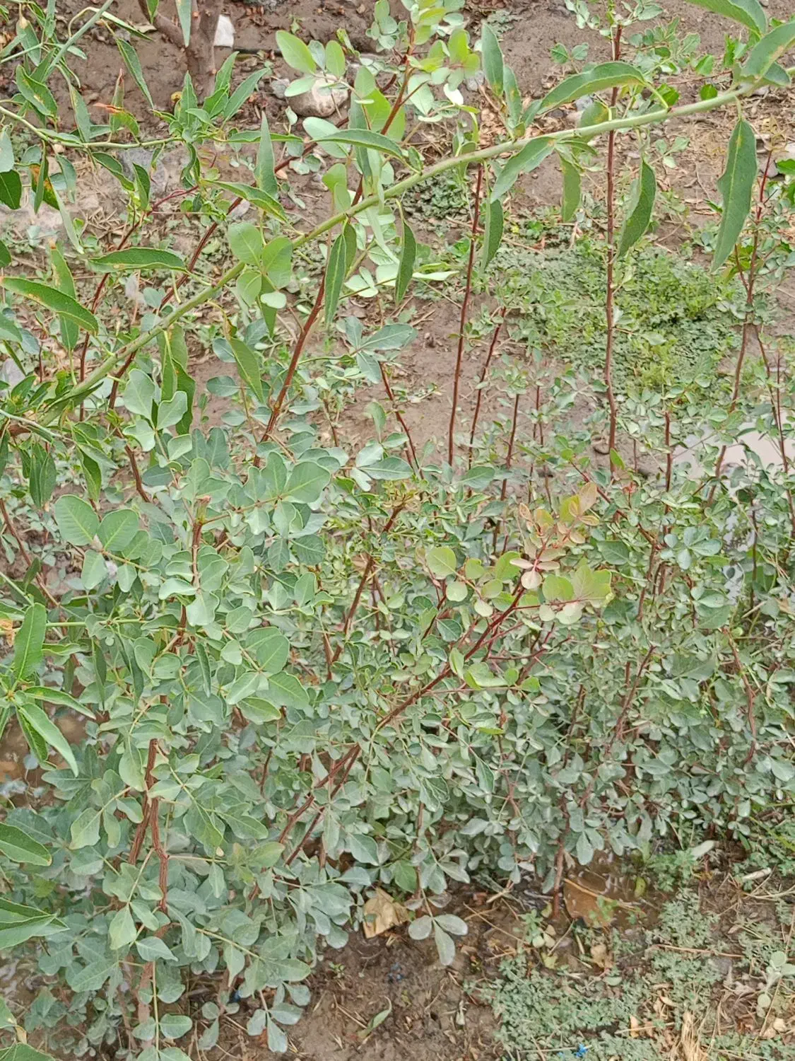 بنه کوهی یا پسته وحشی|خدمات باغبانی و درختکاری|رابر, |دیوار