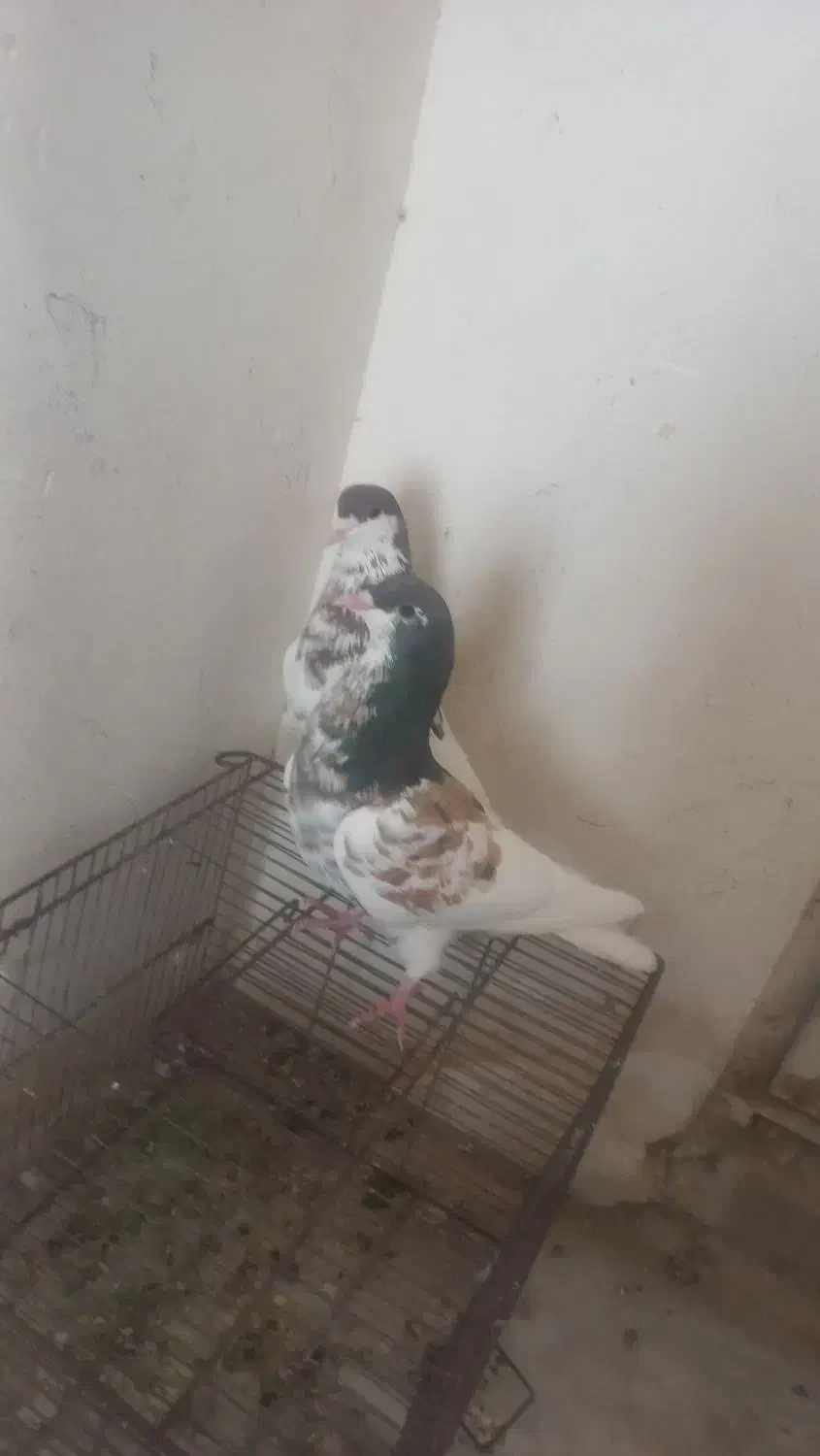 جفت یال سرخ گلدار وسرخ دم سفید نر|پرنده|شیراز, فاضل|دیوار