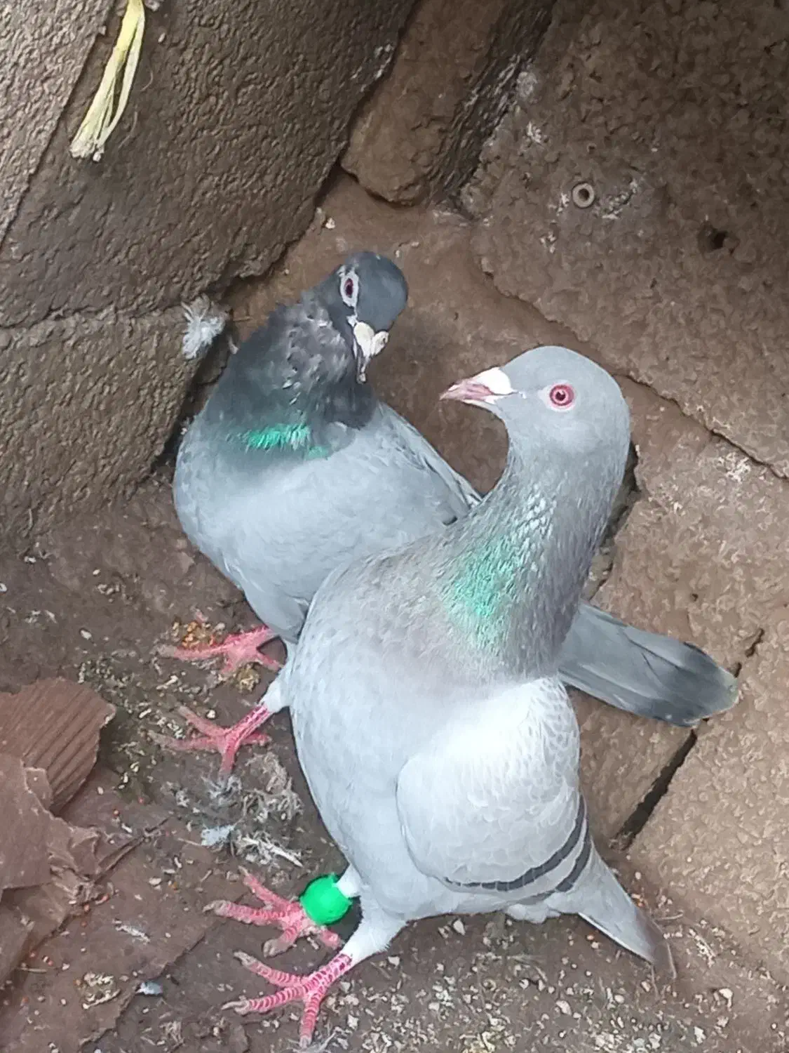 دوعدد کفتر نر دونه ای 200تومن|پرنده|ماسال, |دیوار