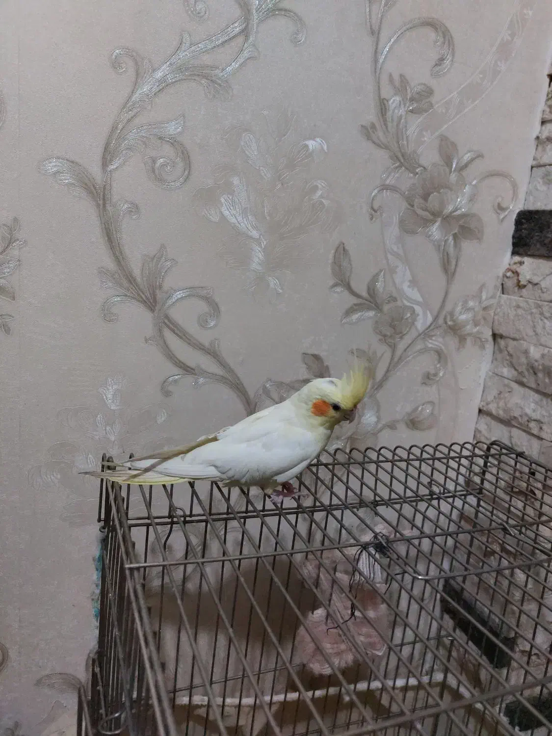 عروس هلندی|پرنده|محمدیه-قزوین, |دیوار