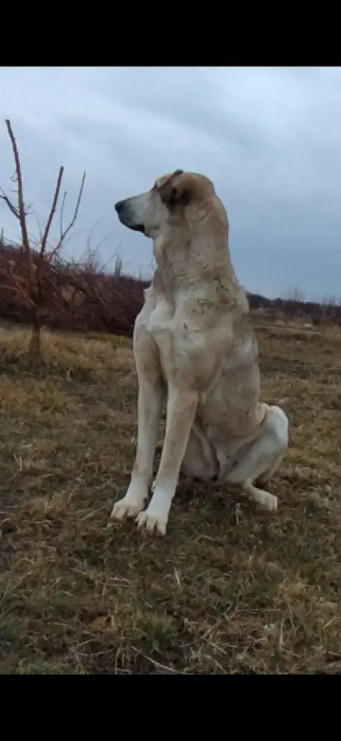 سگ عراقی|سگ|ماهنشان, |دیوار