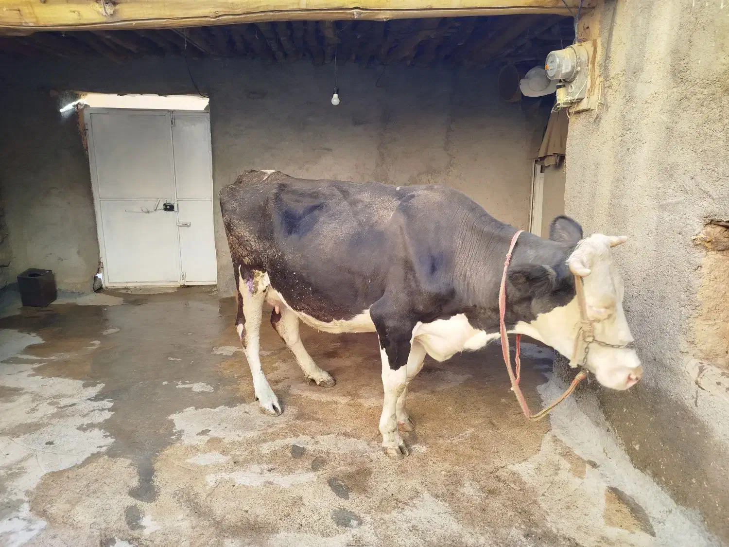 گاوسیمینتال4ماه آبستن شیری|حیوانات مزرعه|مریوان, |دیوار