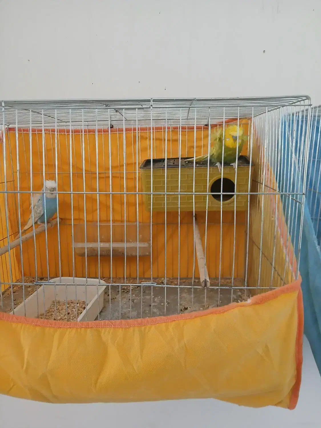 مرغ عشق پروانه ای|پرنده|قزوین, |دیوار