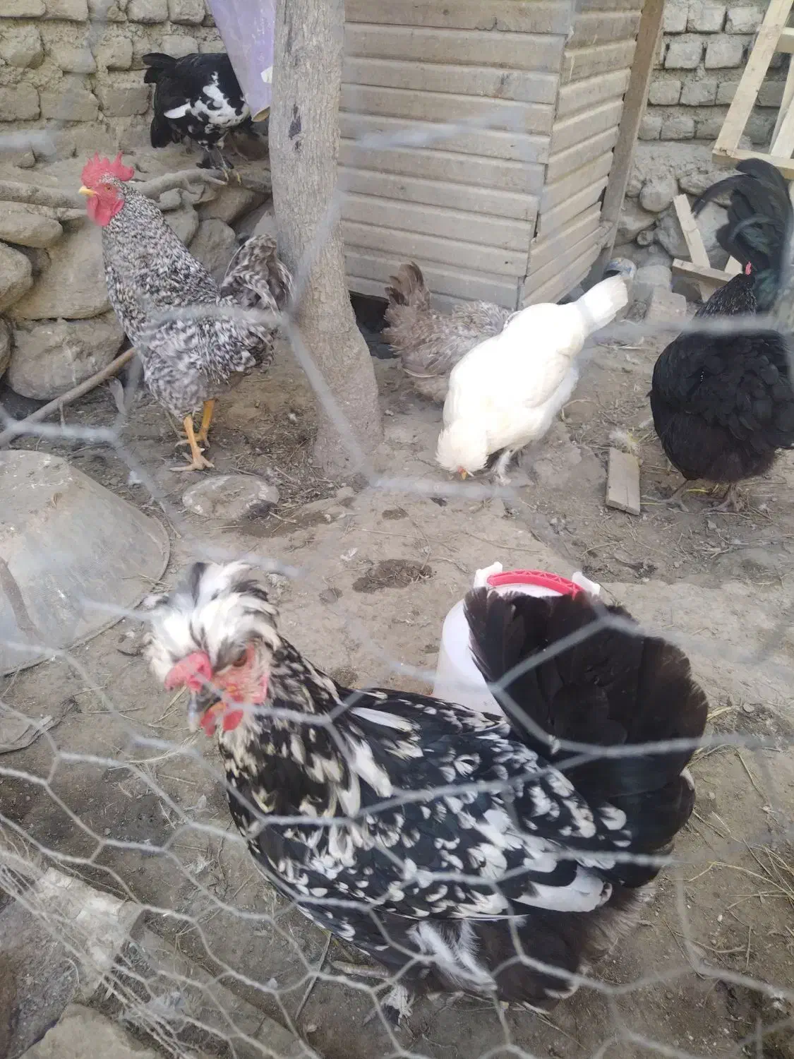 مرغ و خروس پاکوتاه کاکلی و پاپر|حیوانات مزرعه|بندر گز, |دیوار