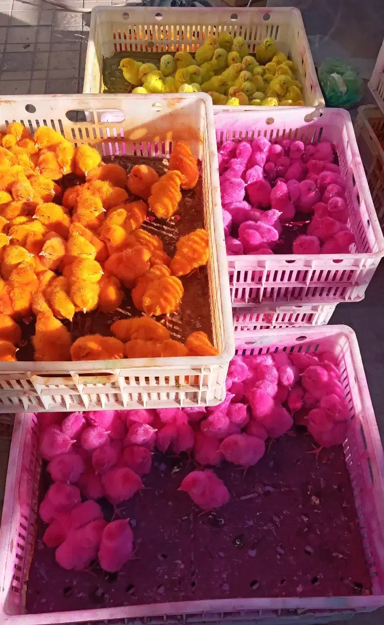 پخش انواع جوجه یک روزه عمده|حیوانات مزرعه|تهران, باشگاه نفت|دیوار