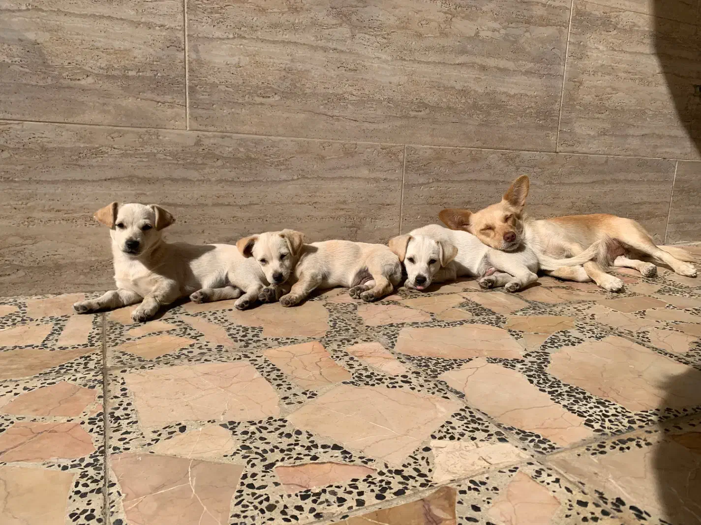 واگذاری توله سگ اشپیتز|سگ|قائمشهر, |دیوار