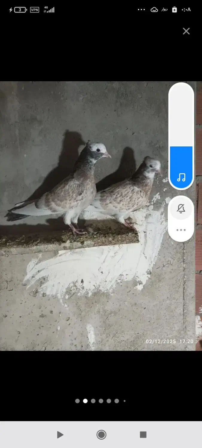 گمشده هرکسی گرفته خریدارم|حیوانات|اردبیل, |دیوار