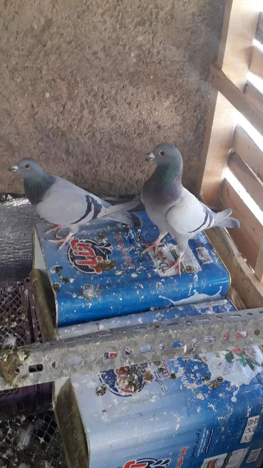 کفتر پلاکی|پرنده|شاهین‌شهر, گزبرخوار|دیوار