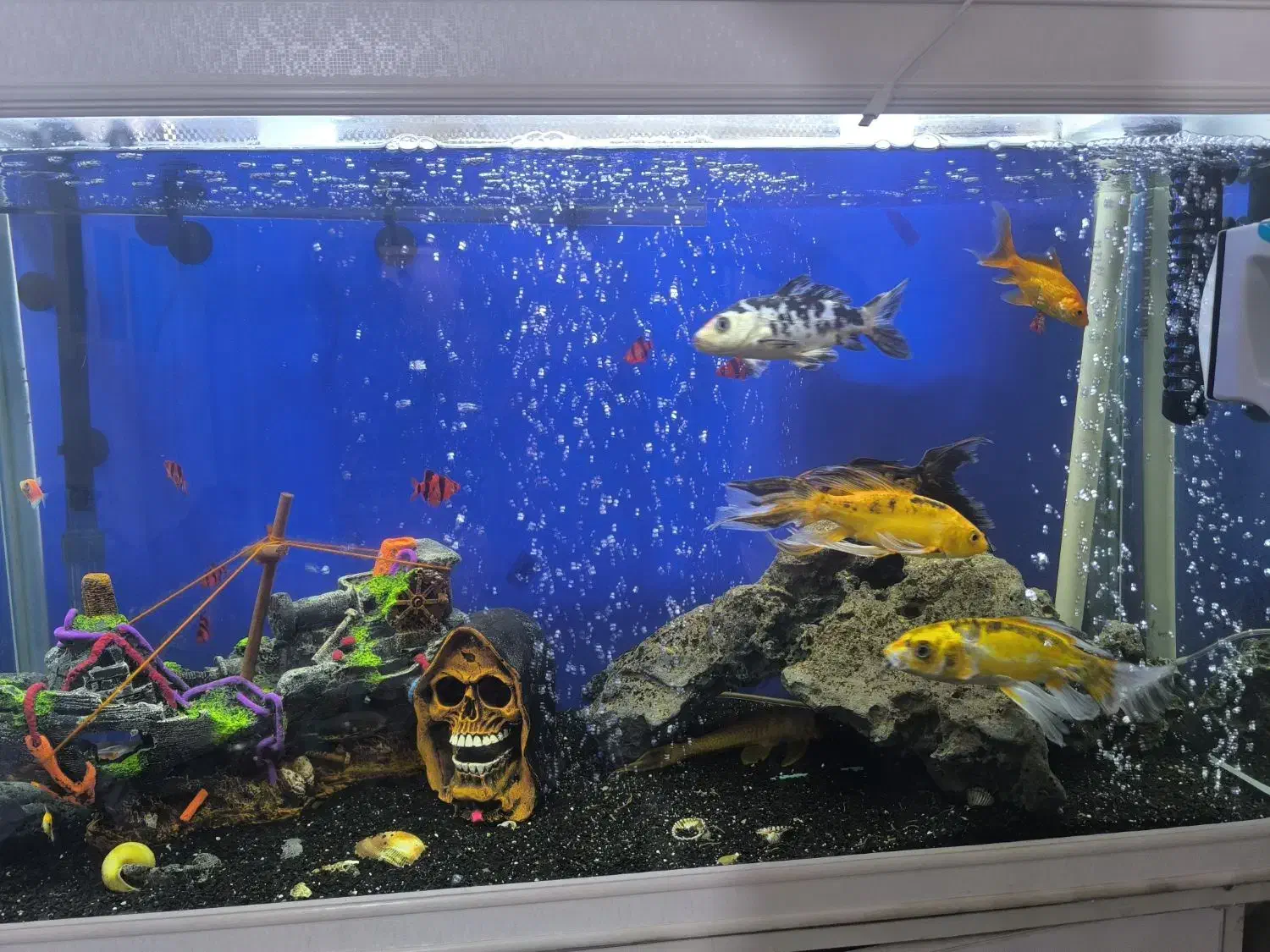 ماهی کوی|ماهی|مشهد, شهید معقول|دیوار