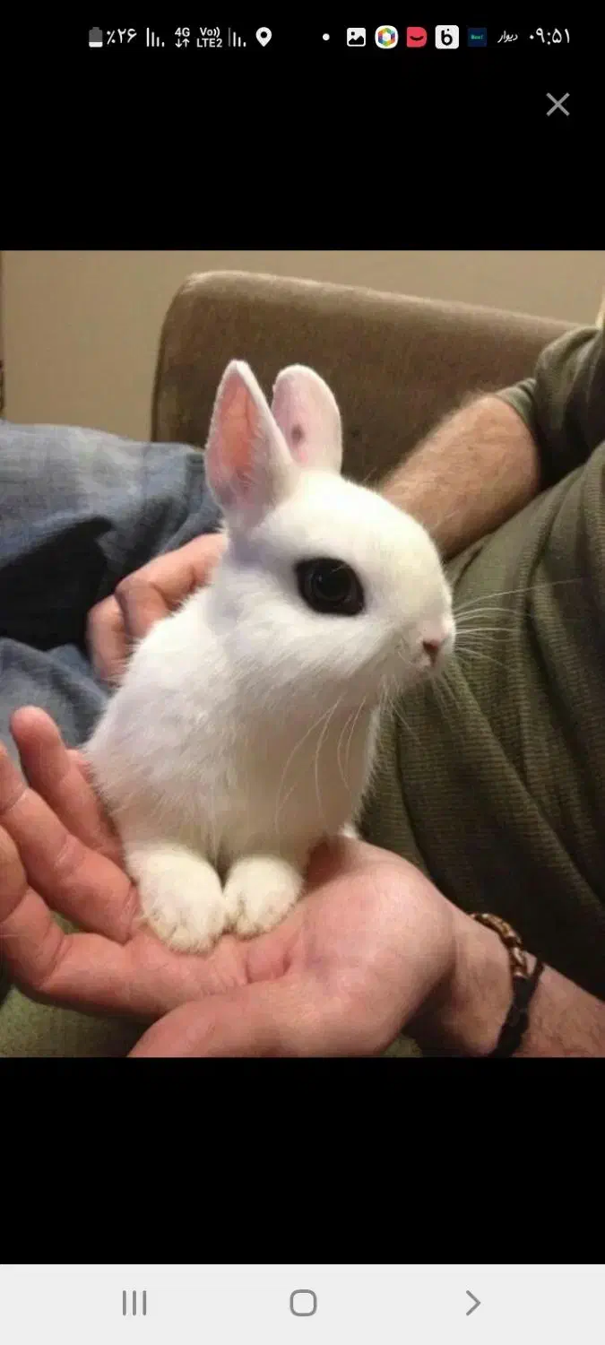 خرگوش مینیاتوری جرسی|موش و خرگوش|تهران, جیحون|دیوار