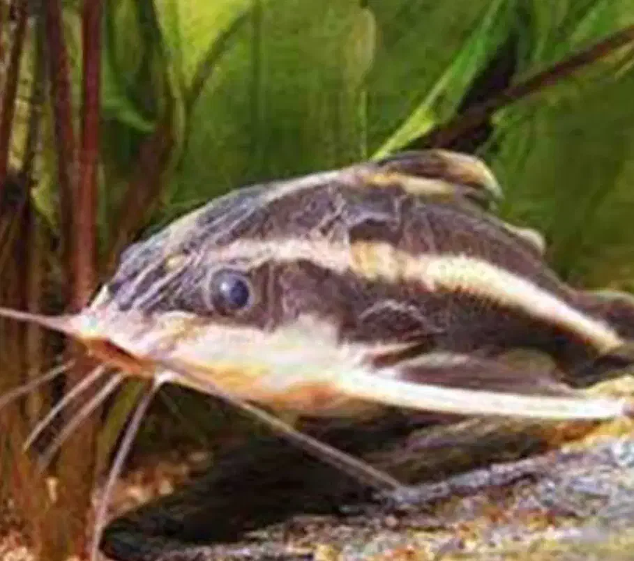 ماهی کف خوار  کت رافائل|ماهی|تبریز, |دیوار