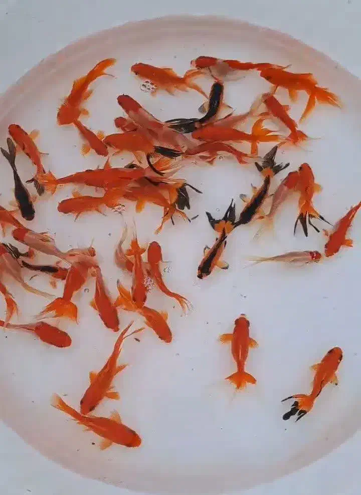 ماهی ردگپ|ماهی|شاهرود, |دیوار