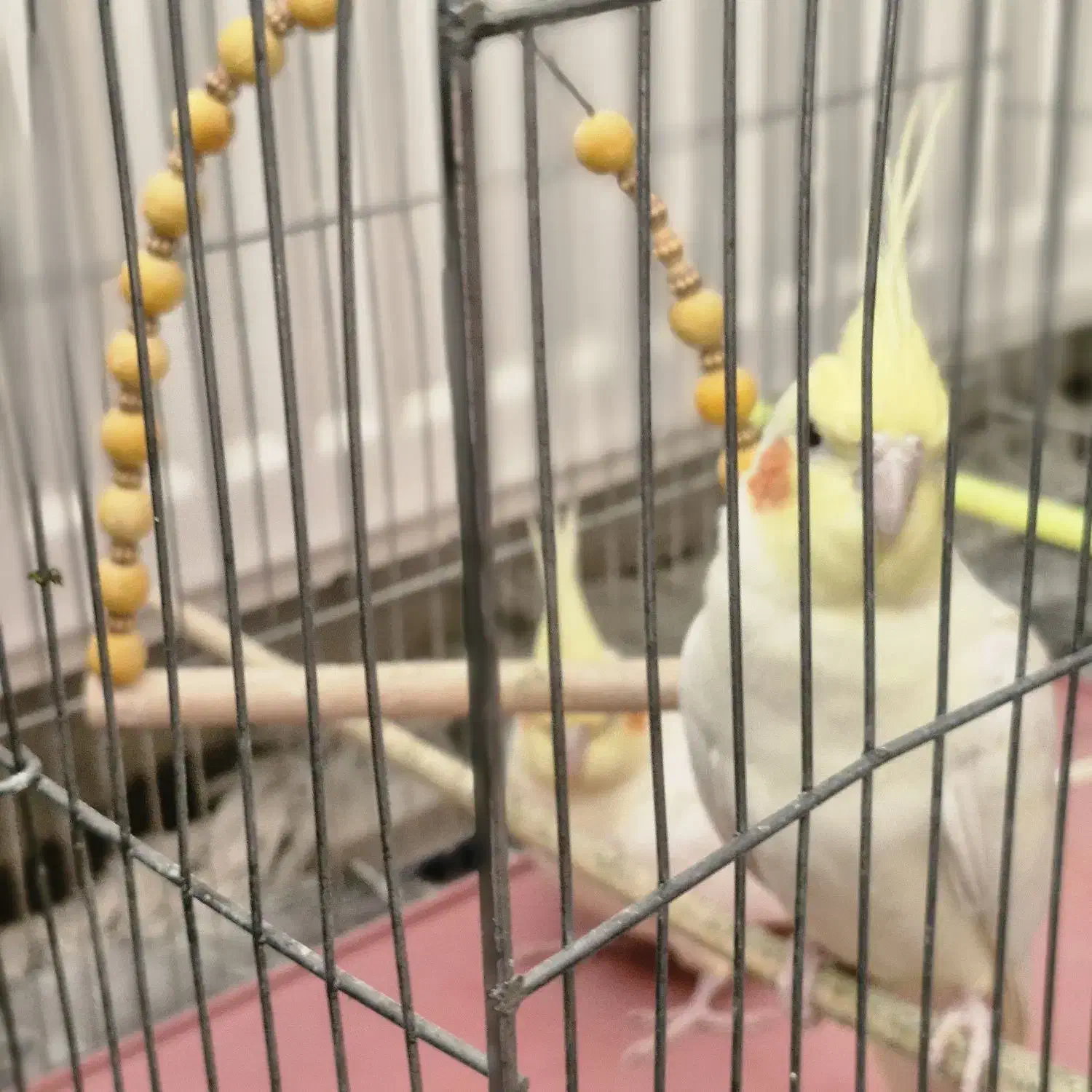 یک جفت عروس هلندی|پرنده|نجفآباد, یزدانشهر|دیوار