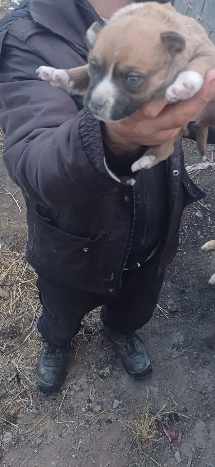 توله بیتبول بولی|سگ|هشتگرد, قاسم آباد بزرگ|دیوار