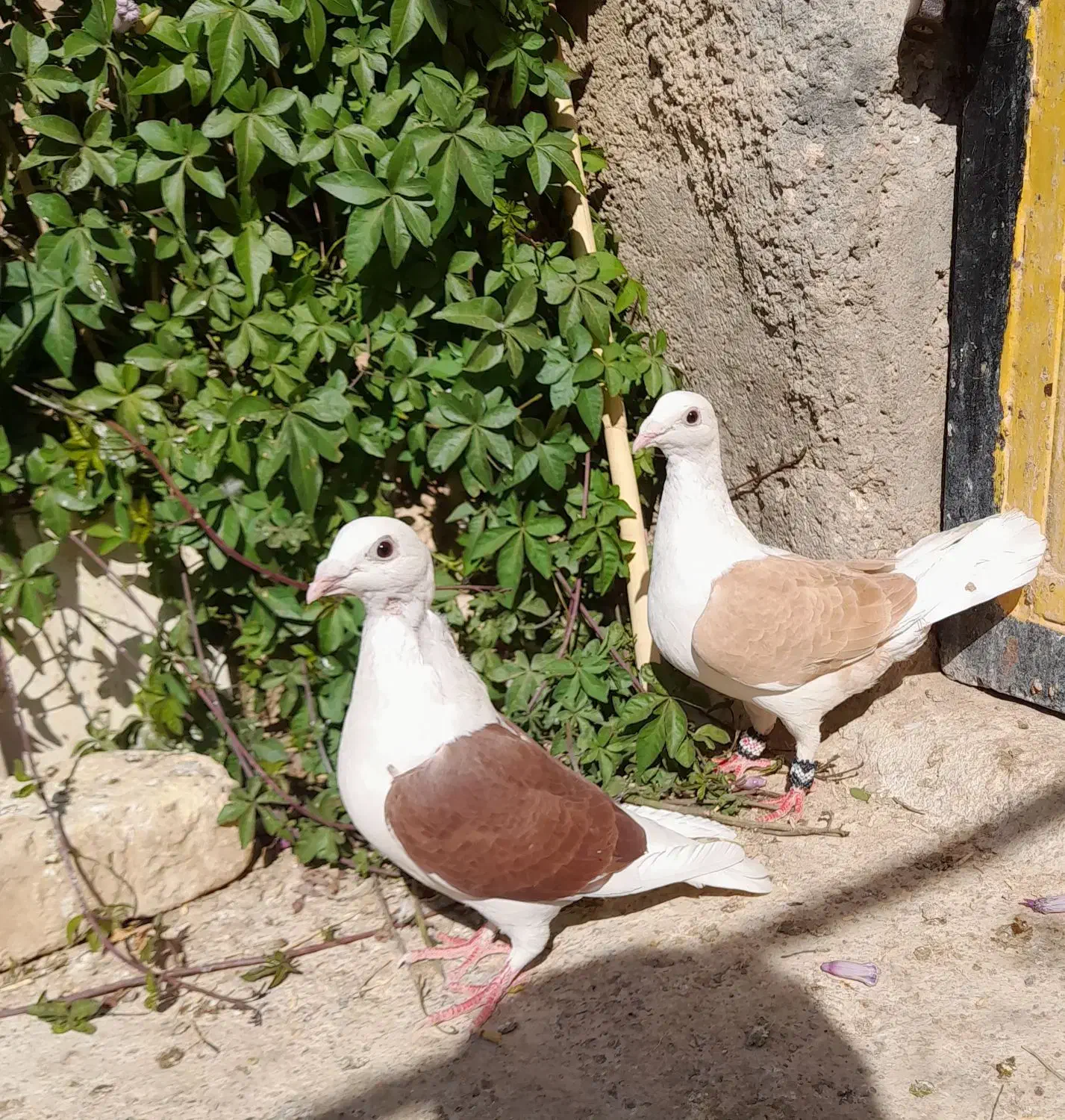 کبوتر|پرنده|فسا, |دیوار