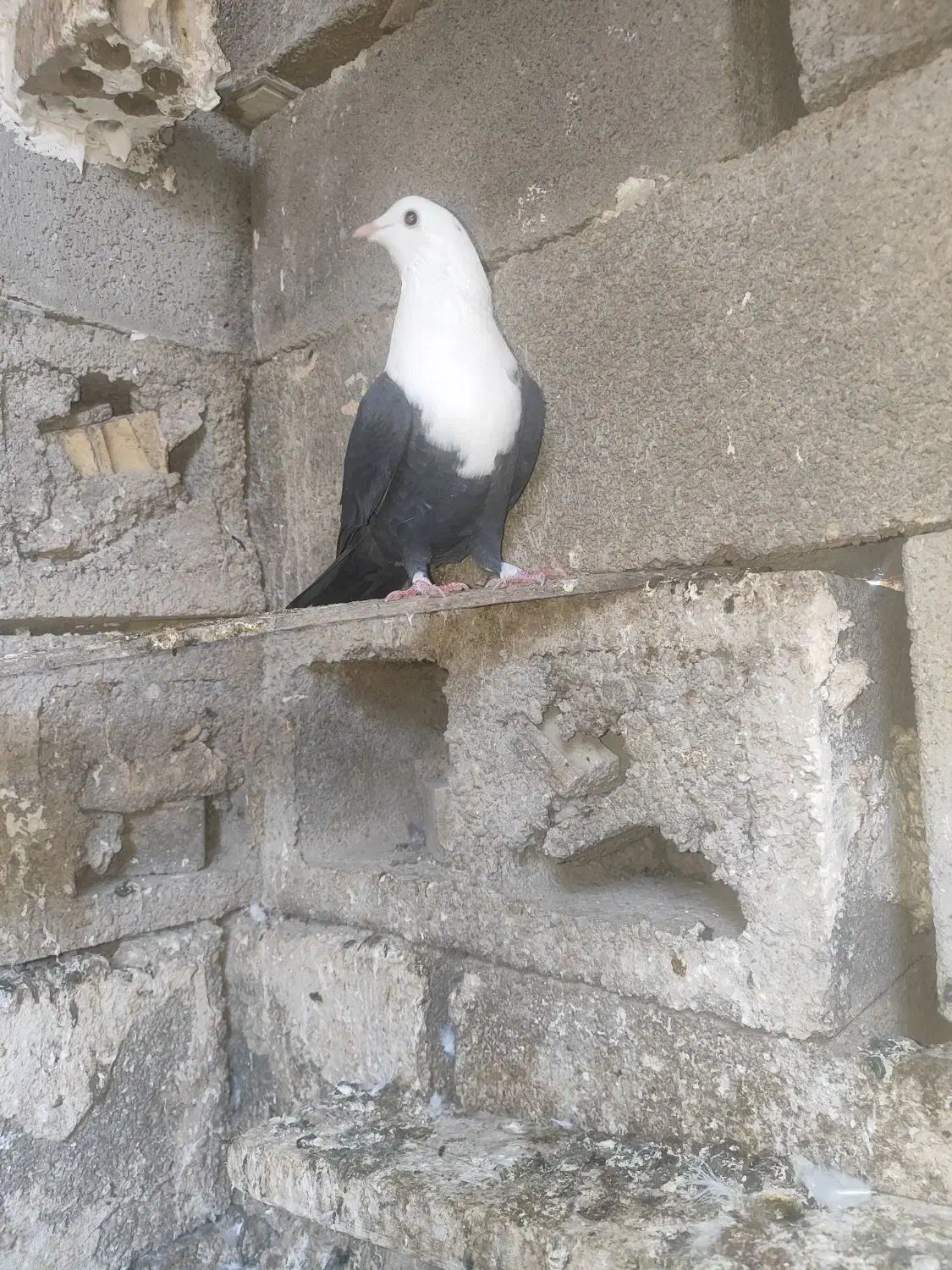 کبوتر کله سفید ماده جوان سالم سالم به شرط تخم وبچ|پرنده|گتوند, |دیوار