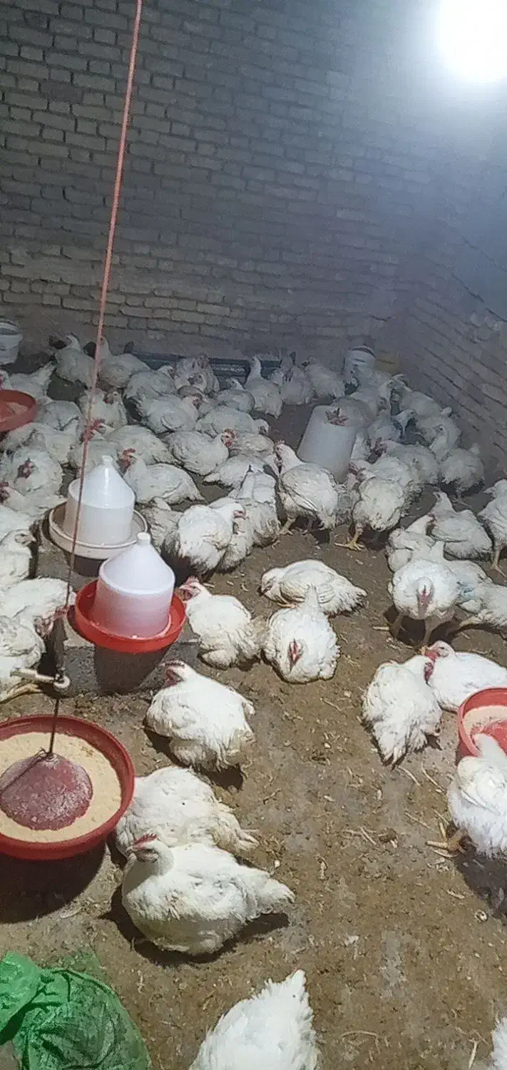 مرغ زنده گوشتی یا   کشتی شهر فارسان|حیوانات مزرعه|فارسان, |دیوار