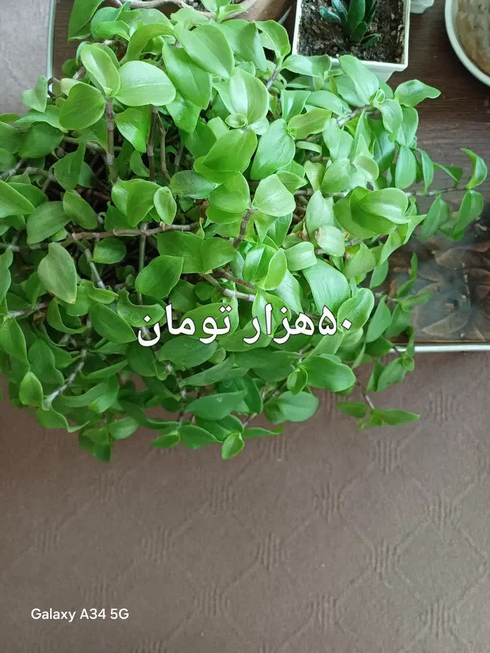 حراج گل های طبیعی|گل و گیاه طبیعی|اردبیل, |دیوار