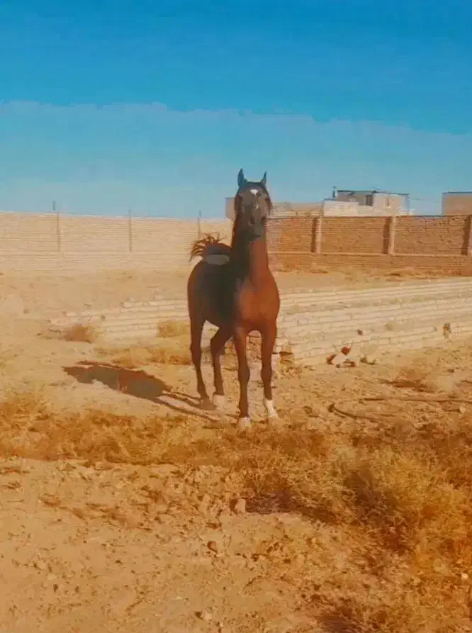 اسب|اسب و تجهیزات اسب‌سواری|برخوار, |دیوار