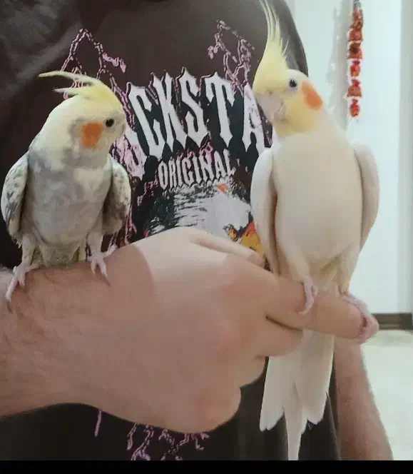 فروش پرنده عروس هلندی یک جفت و یک بچه|پرنده|تهران, شهرک آزمایش|دیوار