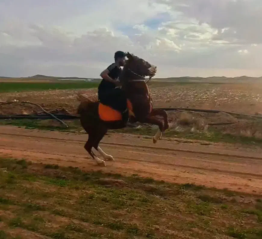 نریان کرد|اسب و تجهیزات اسبسواری|همدان, |دیوار