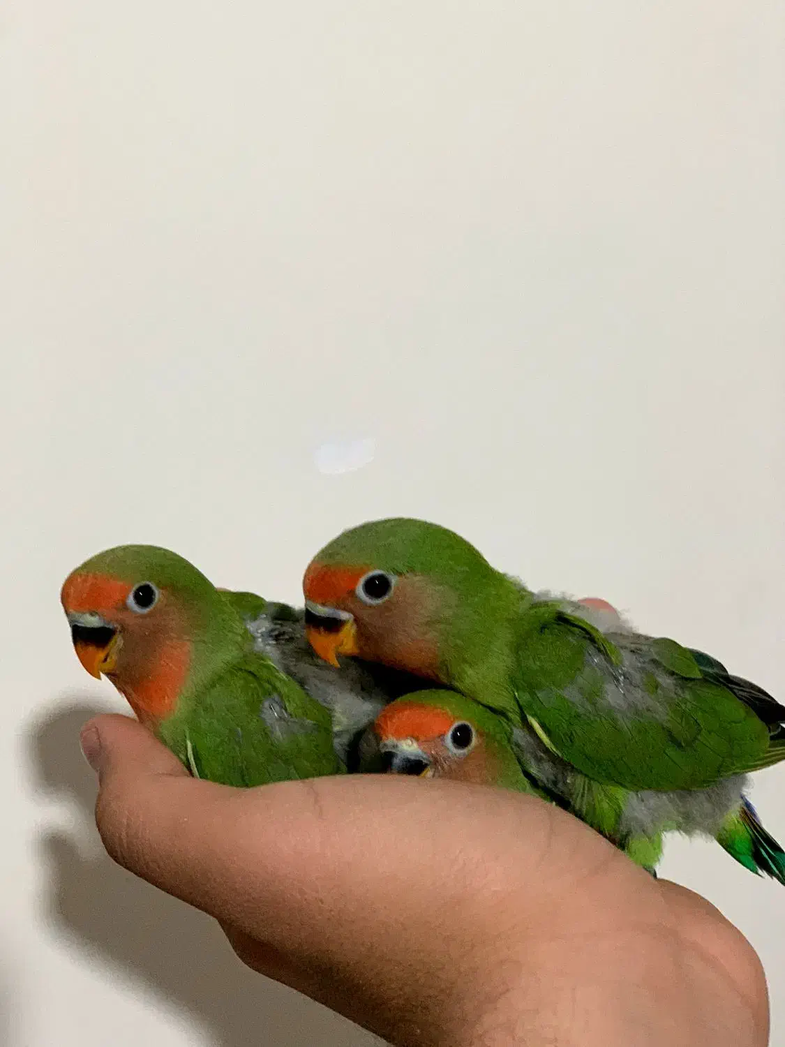 طوطی بریزیلی اوپال خاص|پرنده|سنندج, |دیوار