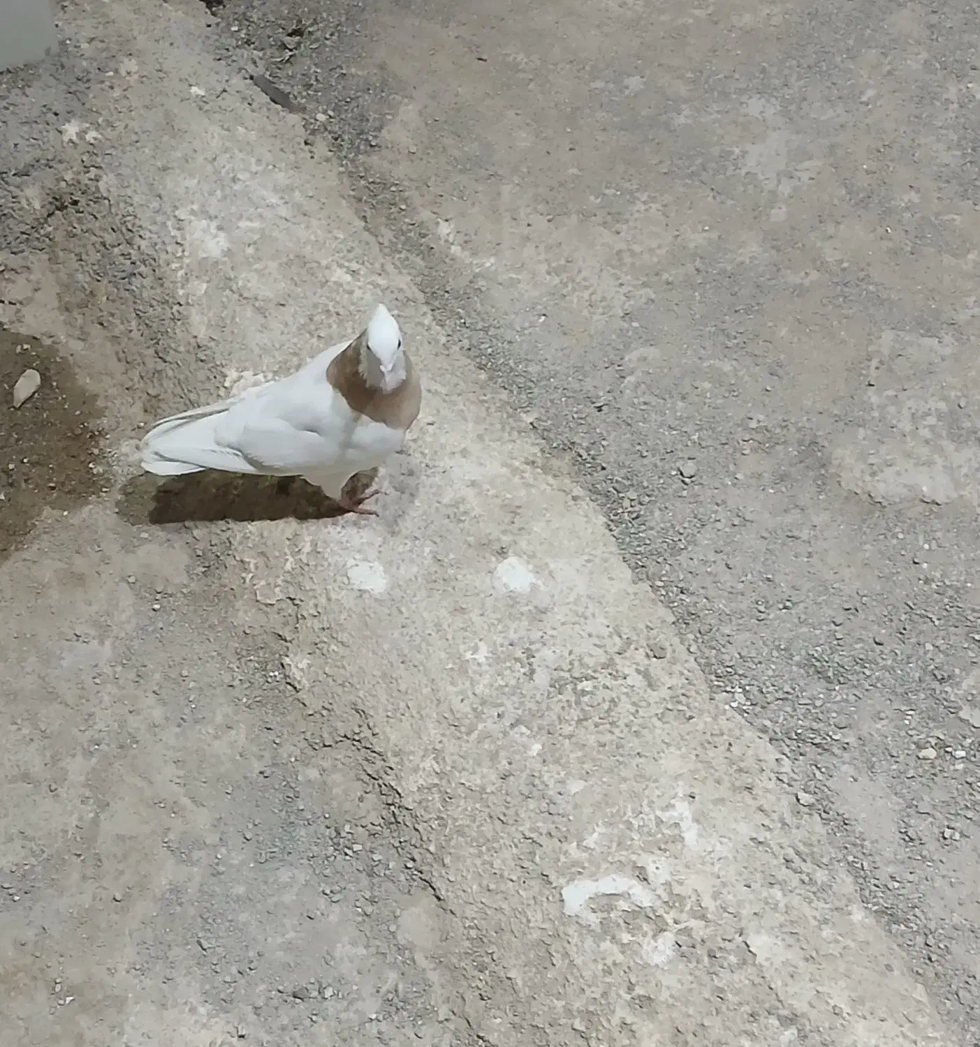 قفس .طوقی|عمده‌فروشی|اردکان, |دیوار